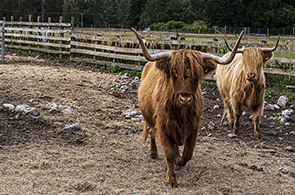 Highland cow Aviemore