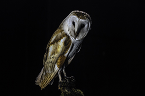 Snowie Owl