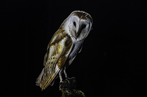 Snowie Owl