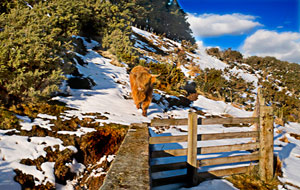 Highland  Cow